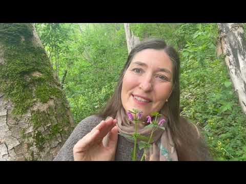 Botschaft der Taubnessel  -  Schoßraumkraft von Mutter Erde