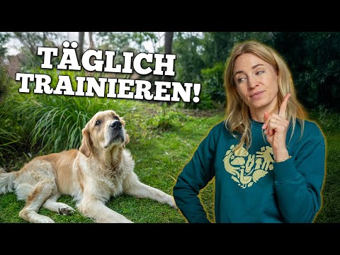 You should train these 5 things with your dog DAILY!
