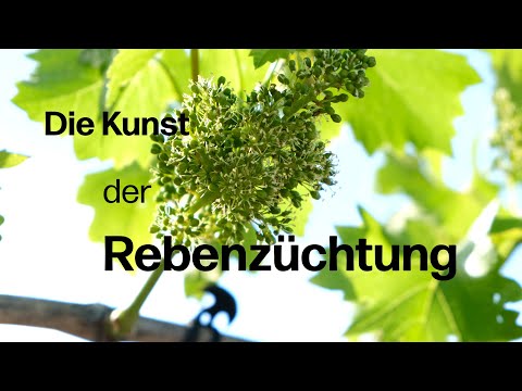 Das gibt es bei der Rebenzüchtung zu beachten - Valentin Blattner erklärt die einzelnen Schritte