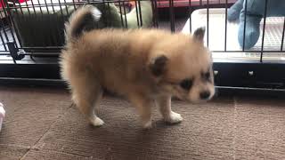 ハーフ犬の動画01