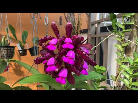 How I care for my Cattleya tigrina (syn. leopoldii)