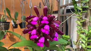 Download Lagu How I care for my Cattleya tigrina (syn. leopoldii) Thumbnail