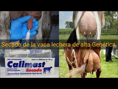 , title : 'El secado en vacas lecheras. Aplicación de medicamentos. #Ganaderíaymuchomás #Ganadolechero'