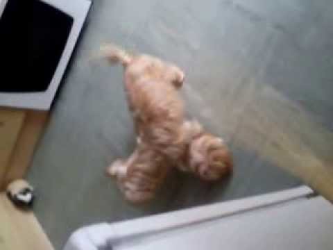 Trixie, Harvey and Bailey :)