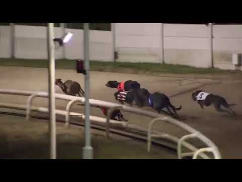 Acomb Winston - British Bred Standard