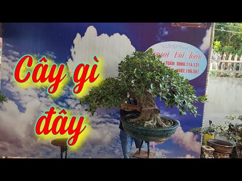 SH.6588. Các bác tìm cho em chính xác tên cây này. Báo giá nhiều cây đẹp. Đth liên hệ 0969.114.131