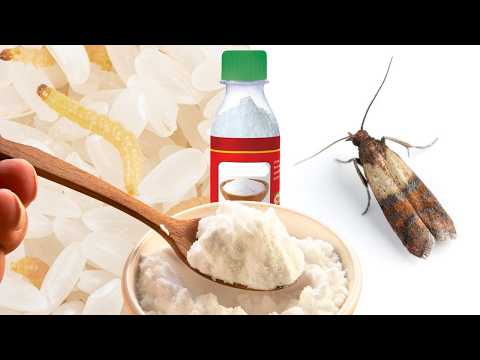 1 teaspoon is enough. Food moths will disappear.