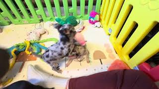 Video preview image #15 Chihuahua Puppy For Sale in CHARLESTON, AR, USA
