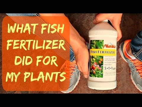 YouTube video about: Does alaska fish fertilizer go bad?