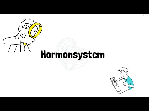 Hormonsystem erklärt – Was dein Körper wirklich braucht! 🧠