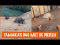 We hebben nieuwe stallen gebouwd | DierenpraatTV