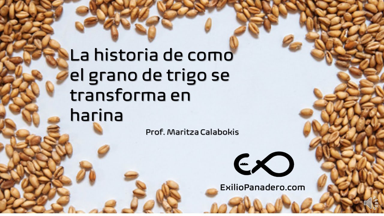 La historia de cómo el grano de trigo se transforma en harina