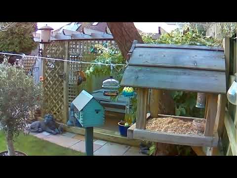 BIRD FEEDER CAM