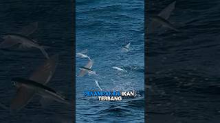 Download lagu WAOW,.TERNYATA INI PENAMPAKAN IKAN TERBANG #fishing #fish #shorts #trending #viralvideo mp3 Download lagu WAOW,.TERNYATA INI PENAMPAKAN IKAN TERBANG #fishing #fish #shorts #trending #viralvideo mp3