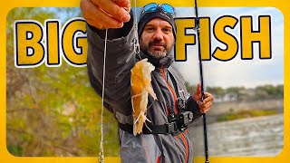 This is why I use SHRIMP for bait! (INSANE CATCH)