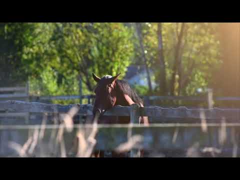 Langley's Best Kept Secret - Acreage and Equestrian Realtor Amy Brattebo