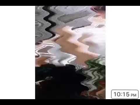 The Beauty of Persian cats How loving 🥰