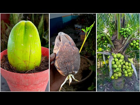 How to Grow and Plant Coconut Tree at Home | How to Get Higher Yield From Coconut