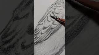 可愛いインコの素描 #お絵描き
