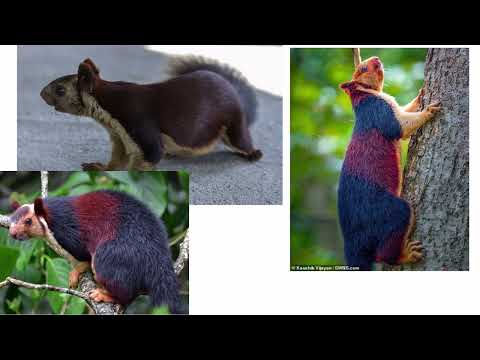 Nature animals - Unique types of squirrels