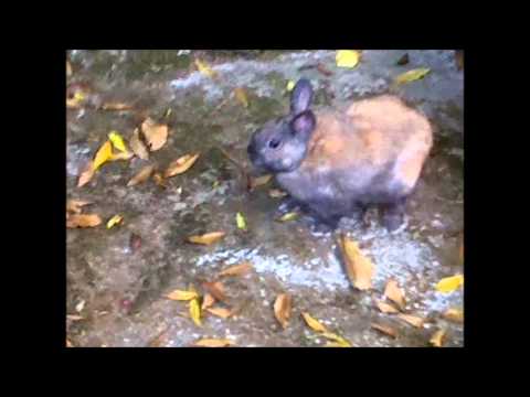 G Amado 'Estrela Guia' (OFFICIAL VIDEO)   Directed by Wilsoldiers