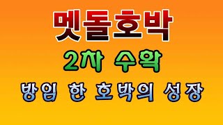 [텃밭농부. 1,239]  멧돌호박 2차수확. 많이도 열렸네. #맷돌호박재배