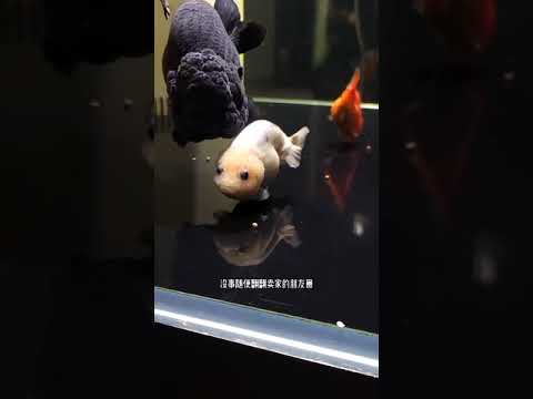 蘭壽金魚飼養方法