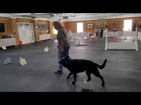 AKC Virt Rally Adv #4 Zena & Sharyn