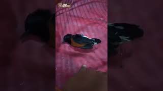 Download lagu MURAI KESAYANGAN MATI SETELAH MAKAN... #pandawarbn mp3