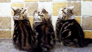 Funny Cats - morning exercises for Kittens