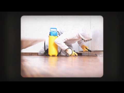 General Pest Control in Sydney, AU - What You Should Know About Pest Control in Your Home