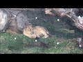 Baby Lion At Detroit Zoo 2021