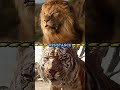 Mufasa Vs Shere Khan