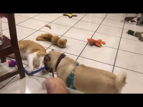 Charlie and Poach and a Cat Toy