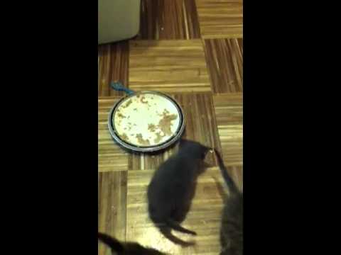 Kittens eating off a plate