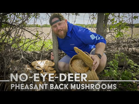 Foraging For Pheasant Back Mushroom | How To Prepare And Cook