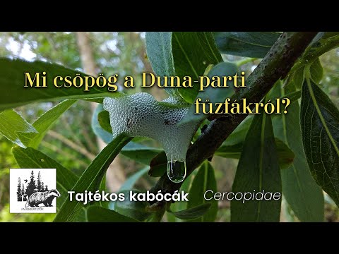Tajtékoskabóca-félék