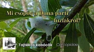 Tajtékoskabóca-félék – ismertető videó