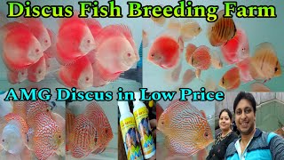 ডিসকাস মাছের ব্রিডিং ফার্ম | Discus Fish Sale in India | Discus Fish | Discus Fish Price in India 