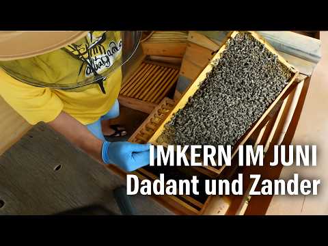 Beekeeping in June: Joy with Dadant & Zander – things are going so well in both hives