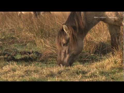 The first Konik foal - HD -