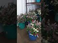 Dutch Rose Flowers In Bangalore