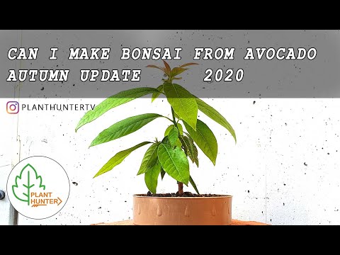 Can I Make Bonsai From Avocado 🥑🌱Autumn Update - 2020 10