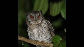 Download lagu Suara Burung Hantu Gacor//memecah heningnya malam mp3 Download lagu Suara Burung Hantu Gacor//memecah heningnya malam mp3