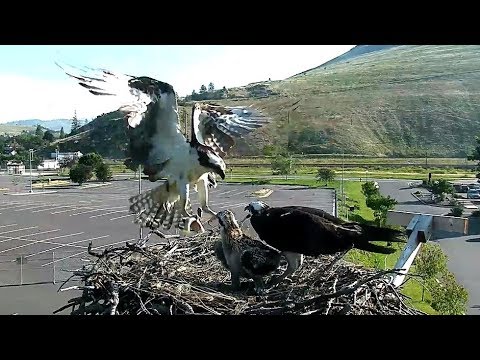 Two deliveries from Louis! Hellgate Ospreys. 08.29 / 10 July 2018