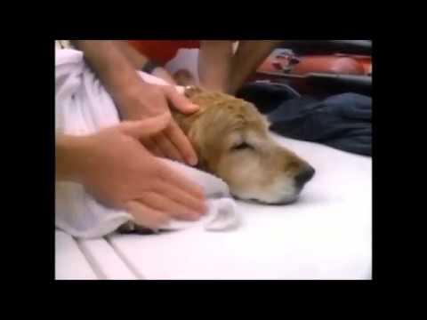 Baywatch - Mitch saves a Dog