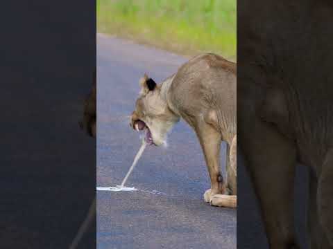 Sick Lion 🦁 #lion #wildlife #nature #kruger #wild #Africa #safari #naturelovers #natureshort #short
