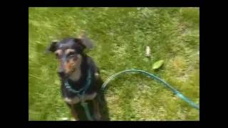 Juliet is looking for a home!