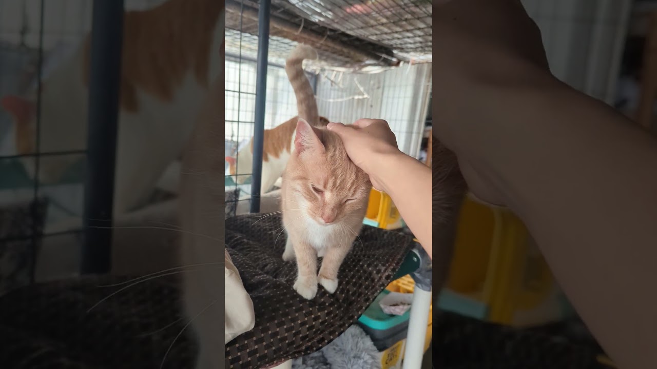 Rita, a ADOPTABLE Domestic Short Hair in Landenberg, PA video 4/4