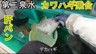 第二泉水カワハギ